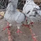 جوز طبه ايس سوري حجم ما شاءالله .