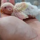 فرخ روز اينو