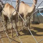 حاشي