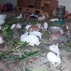 ارانب منتجه نظيفه