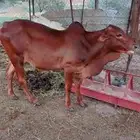 2 تبعان حسلان بلدي مشروطه من كل شي