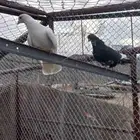حمام قلابي للبيع