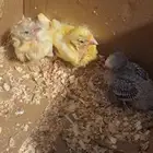 عرررض خاص كناري فرخين غر وبادجي او طير حب