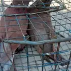 حمام للبيع الاغلب ذكور