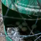 للبيع دجاج بلدي بياض البيع للكل