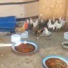دجاج للبيع