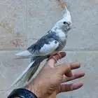 كروان بايد أليف