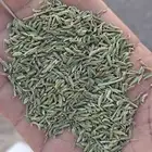 سنوت بلدي. نجران