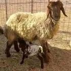 شياه مواليد اعمرها سدسات سن وديد وروم عدد 2