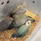 عرض علا فروخ روز وبادجي