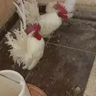 دجاج جابنيز للبيع