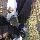 تيوس ذبايح
