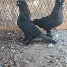 جوز تركي اسود لمعه مذيل