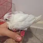للبيع عروض جديه طيوركروان كناري بادجي