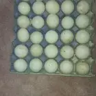 بط مصري بكيني