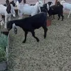 معزى مراح بالفحل صغار سن