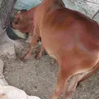 بسم الله ماشاءالله 2 تبعان بلدي للبيع الكبير 6شهور الصغير 3