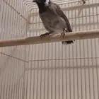 الأحساء الطرف