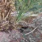 فسائل صفاوي عجوة صقعي مجدول برني