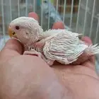 فروخ روز ألبينو