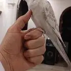 طير كيروان
