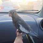 عروض خاصه كروان روز للبيع