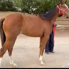 مهرة سباق