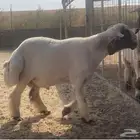 جذع نعيمي مشروع فحل