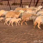 مراح غنم فاخره