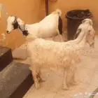 عنز