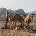 قعود للبيع الموقع خميس البحر