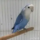 ابغى طير روز لتبني اليف الي عنده يجي خاص .