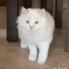 قط ذكر شيرازي للتزاوج