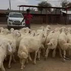 31خرفان ناهيه شكلها قليل