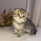قطط كيتن سكوتش للبيع