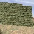 مطلوب برسيم ميقوع متفرط او 200 بلكه