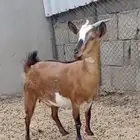 جفره قزم تشيكي بيور دافع