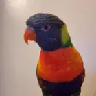 طير ببغاء لوري رينبو