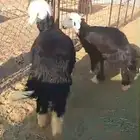 رخال نجديات مقنوي ذبايح - تم البيع -