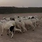 سواكن عدد 25 مرابي شهرين لحم شرط