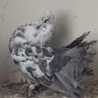رقاص هندي أمريكي