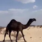 قعود لقي يجذع على فزاع بن شري الهرش على الشرط والشهاده مو