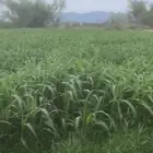 قصب للبيع شمال محايل
