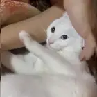 قط ذكر تائه عيون ملونه