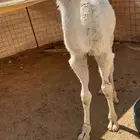 قعود ضيار كفوو