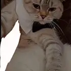 قط بريتش للبيع