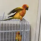 جوز صن كنيور