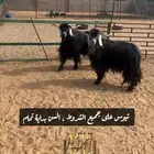 تيوس شرط القريع