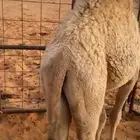 قعدان ثنين بريات يرضعن امهاتهن العمر8 شهور