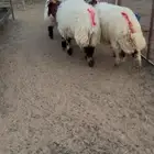 طليان نعيم